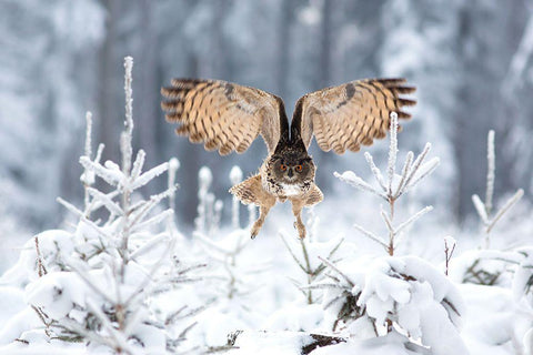 Eurasian Eagle-Owl White Modern Wood Framed Art Print with Double Matting by Zygmunt, Milan