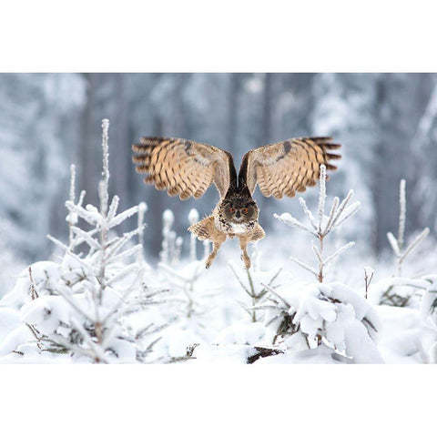 Eurasian Eagle-Owl Gold Ornate Wood Framed Art Print with Double Matting by Zygmunt, Milan