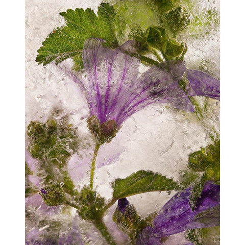 Frozen Mallow Flower White Modern Wood Framed Art Print by Losada, Secundino