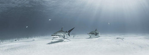 Tigers On Parade White Modern Wood Framed Art Print with Double Matting by Kiefer, Ken