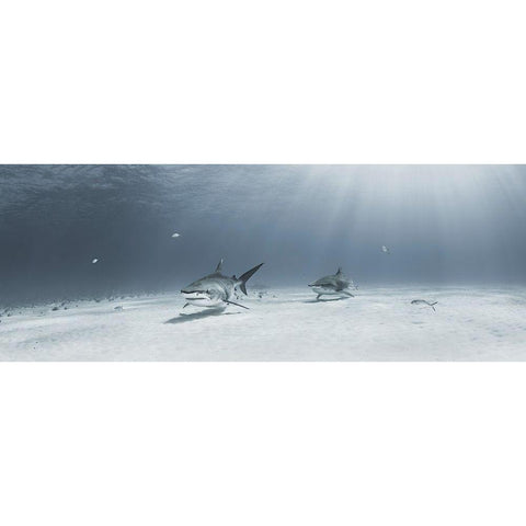 Tigers On Parade Black Modern Wood Framed Art Print with Double Matting by Kiefer, Ken