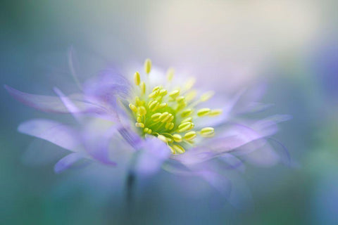 Windflower Black Ornate Wood Framed Art Print with Double Matting by Parker, Jacky