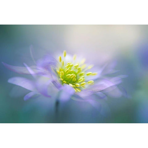 Windflower Black Modern Wood Framed Art Print by Parker, Jacky