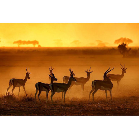 Golden Light White Modern Wood Framed Art Print by Guillemot, Mathilde