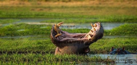 Dare To Yawn Black Ornate Wood Framed Art Print with Double Matting by Doyle, Renee