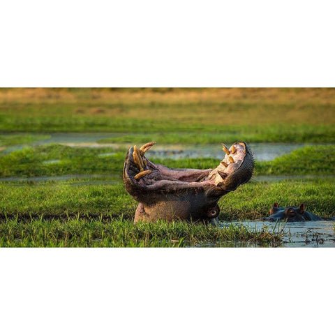 Dare To Yawn White Modern Wood Framed Art Print by Doyle, Renee