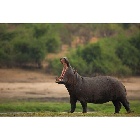 Big Mouth Black Modern Wood Framed Art Print with Double Matting by Eichelberg, Amnon