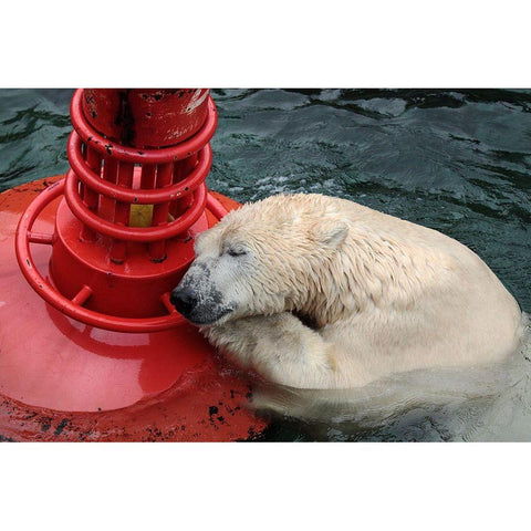 My Buoy A My Melon Gold Ornate Wood Framed Art Print with Double Matting by Wenner-Braun, Antje