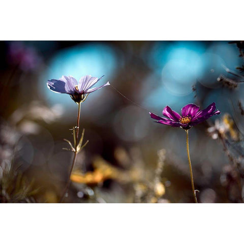 Le Lien Black Modern Wood Framed Art Print by Bravin, Fabien