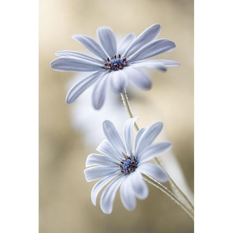 Cape Daisies White Modern Wood Framed Art Print by Disher, Mandy