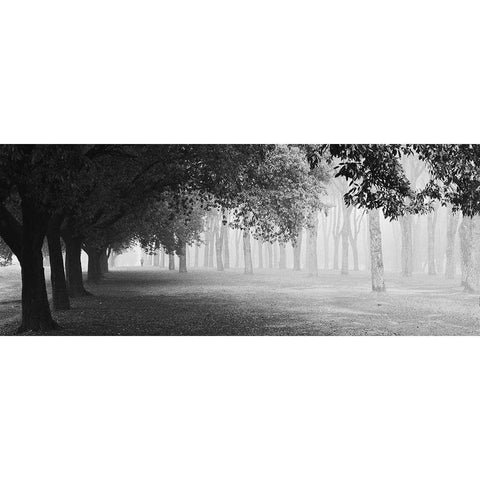 Morning Fog Black Modern Wood Framed Art Print with Double Matting by Chiarello, Matteo