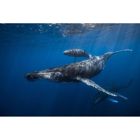 Humpback Whale Familys Gold Ornate Wood Framed Art Print with Double Matting by Gabriel, Barathieu