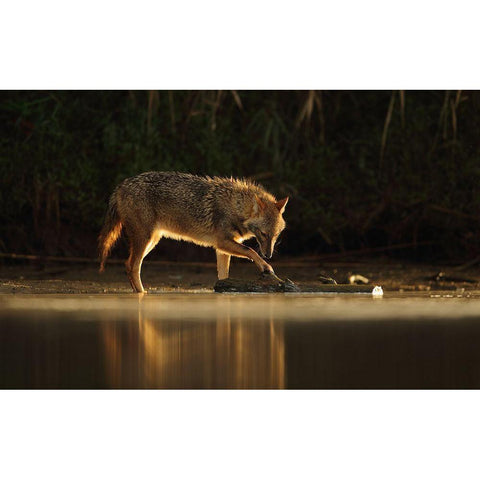 Jackal Morning Play Black Modern Wood Framed Art Print with Double Matting by Gavra, Assaf