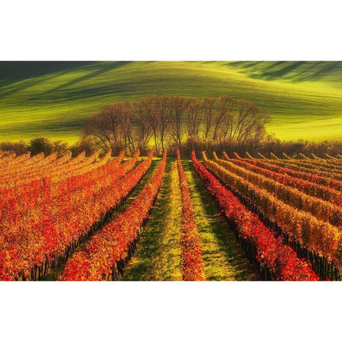 Vine-Growing Black Modern Wood Framed Art Print with Double Matting by Krol, Piotr