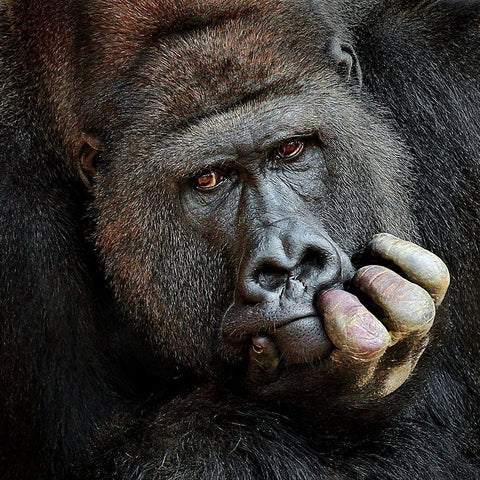 Dont Forget Me .... Gold Ornate Wood Framed Art Print with Double Matting by Wenner-Braun, Antje