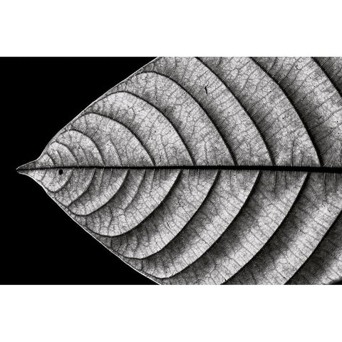 Dry Fish White Modern Wood Framed Art Print by J. Bhange, Nilesh