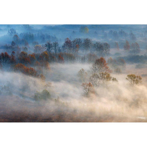 Trees In The Early Morning Fog White Modern Wood Framed Art Print by Alessandro, Valentino