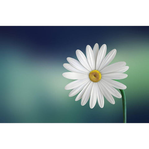 Flower White Modern Wood Framed Art Print by Hamiti, Bess