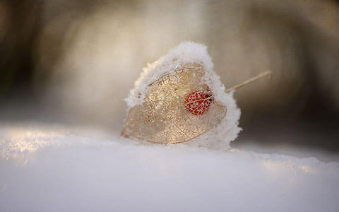 Physalis In Snow Black Ornate Wood Framed Art Print with Double Matting by Gronkjar, Lotte