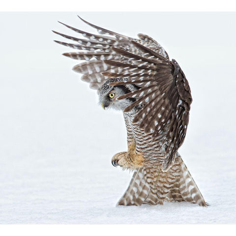 Pouncing !!!! Black Modern Wood Framed Art Print with Double Matting by Forns, Alfred