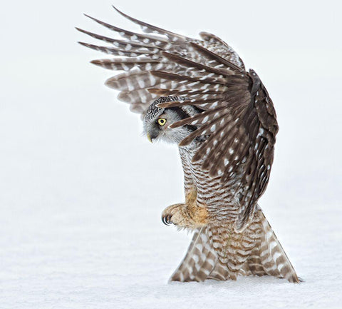 Pouncing !!!! White Modern Wood Framed Art Print with Double Matting by Forns, Alfred