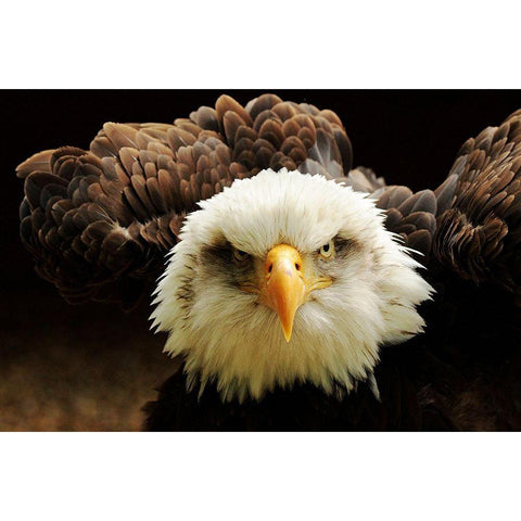 The Judge Black Modern Wood Framed Art Print by Kirwan, Tim