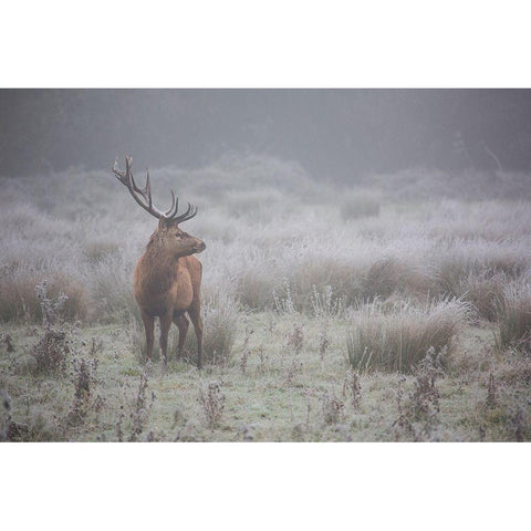 Prideful. Deer . White Modern Wood Framed Art Print by Badiola, Aitor