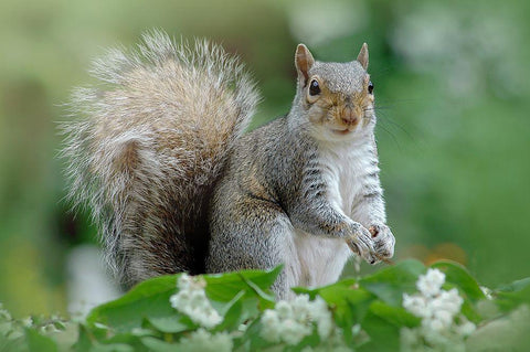 Eastern Grey Squirrel Black Ornate Wood Framed Art Print with Double Matting by Parker, Jacky