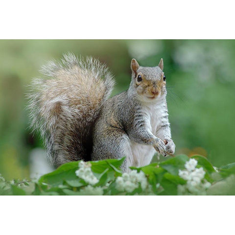 Eastern Grey Squirrel Black Modern Wood Framed Art Print with Double Matting by Parker, Jacky