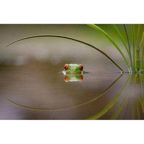 Beauty Of Reflection Black Modern Wood Framed Art Print by Uddin, Kutub