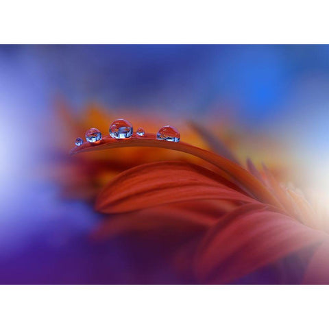 Metamorphosis Black Modern Wood Framed Art Print by Nan, Juliana