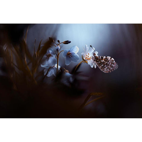 In Your Dreams-Everything Is Alright White Modern Wood Framed Art Print by Bravin, Fabien