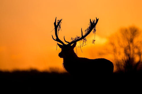 Red Deer Stag Silhouette Black Ornate Wood Framed Art Print with Double Matting by Harling, Stuart