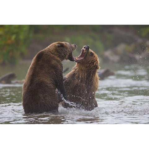 Bears War Black Modern Wood Framed Art Print with Double Matting by Ferraro, Valerio