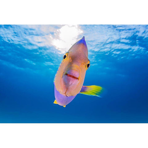 Kiss From An Angel Gold Ornate Wood Framed Art Print with Double Matting by Kiefer, Ken