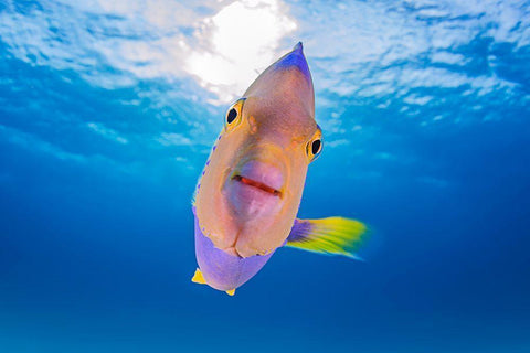 Kiss From An Angel Black Ornate Wood Framed Art Print with Double Matting by Kiefer, Ken