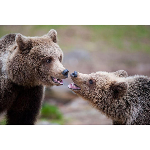 Close Contact Black Modern Wood Framed Art Print by Eriksson, Robin