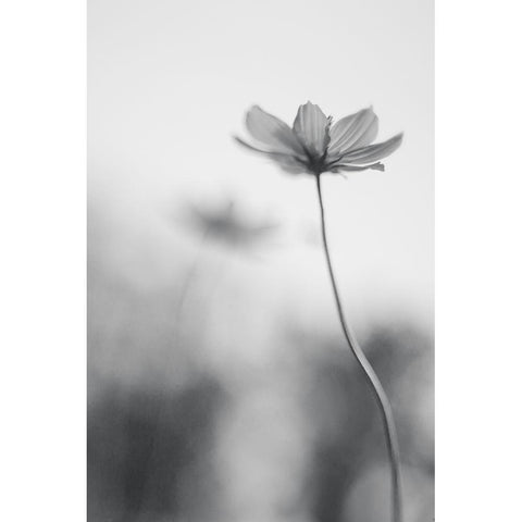 An Ordinary Dream Black Modern Wood Framed Art Print with Double Matting by Ghosh, Udayan