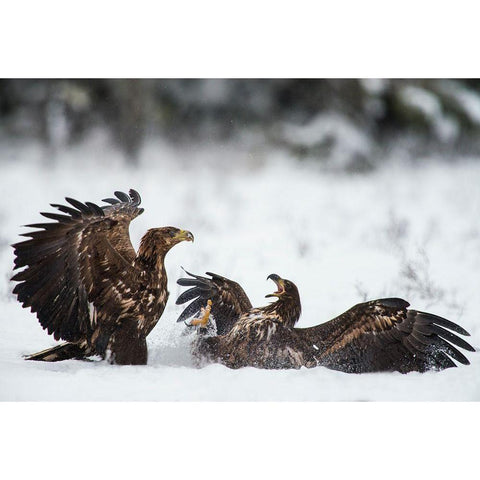 Ready To Fight Gold Ornate Wood Framed Art Print with Double Matting by Eriksson, Robin