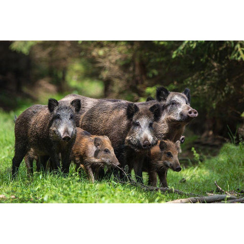 Wild Boar Family Gold Ornate Wood Framed Art Print with Double Matting by Volkel, Stefan