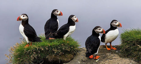 I Dont Care Black Ornate Wood Framed Art Print with Double Matting by Mattheyses, Eric