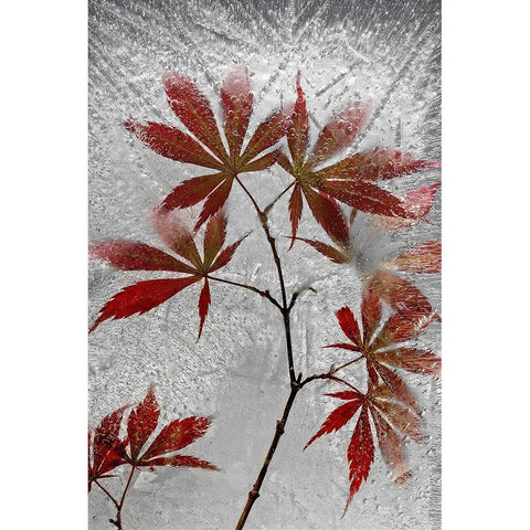 Red Maple White Modern Wood Framed Art Print by Losada, Secundino