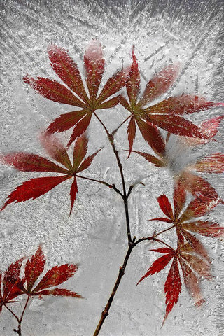 Red Maple White Modern Wood Framed Art Print with Double Matting by Losada, Secundino