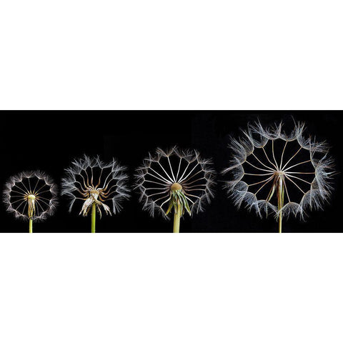 Family Portrait Black Modern Wood Framed Art Print by Lionse, Art