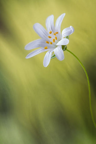 Stitchwort White Modern Wood Framed Art Print with Double Matting by Disher, Mandy