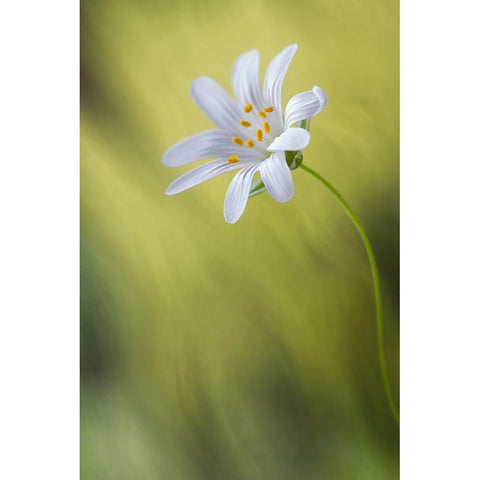 Stitchwort White Modern Wood Framed Art Print by Disher, Mandy