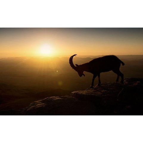 Desert Wanderer Gold Ornate Wood Framed Art Print with Double Matting by Jonas, Nadav