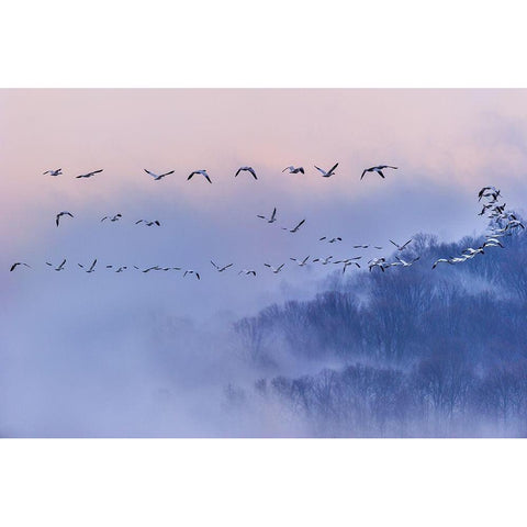 Poems And Dreams (Em?A??Ei?Ae?Andsup1;) White Modern Wood Framed Art Print by Li, Austin