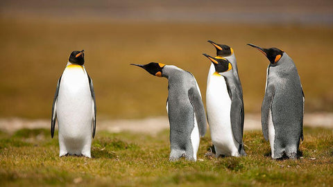 Who Has Been? Black Ornate Wood Framed Art Print with Double Matting by Gil Raga, Joan