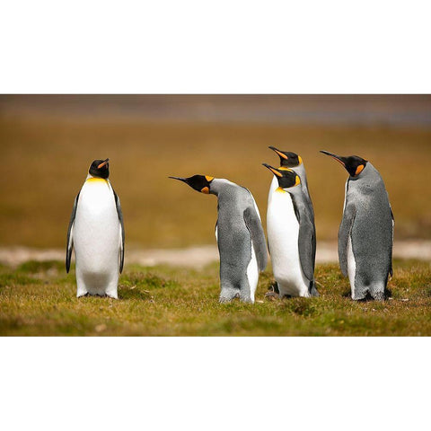 Who Has Been? Black Modern Wood Framed Art Print by Gil Raga, Joan